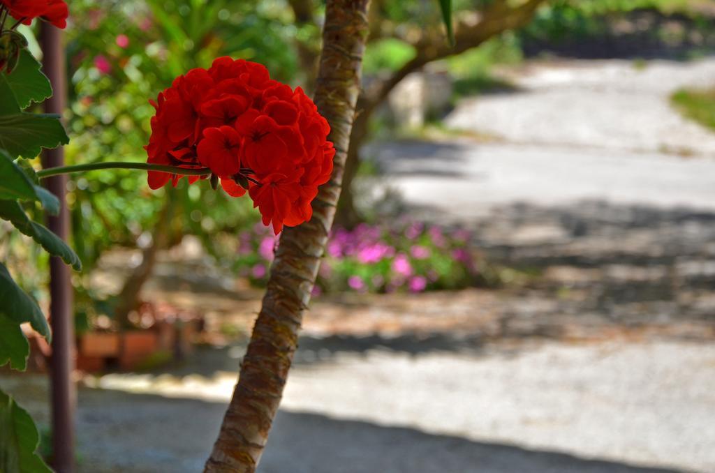 Vasilikí Belvedere Zakynthos Studios المظهر الخارجي الصورة